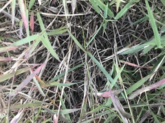 Bupleurum scorzonerifolium