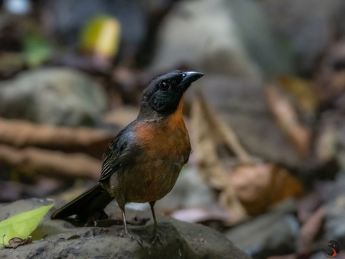 Black-cheeked Ant Tanager (Driophlox atrimaxillaris), photo 9