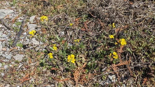 Image of Paysonia lescurii by (c) rainbowkitten, some rights reserved (CC BY)