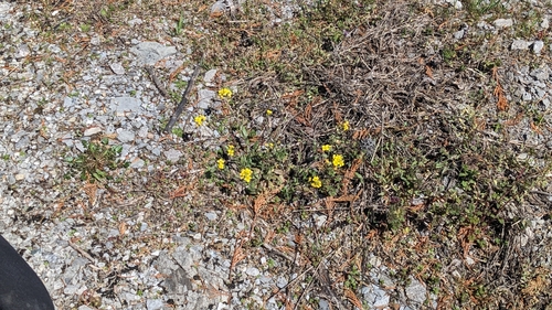 Image of Paysonia lescurii by (c) rainbowkitten, some rights reserved (CC BY)