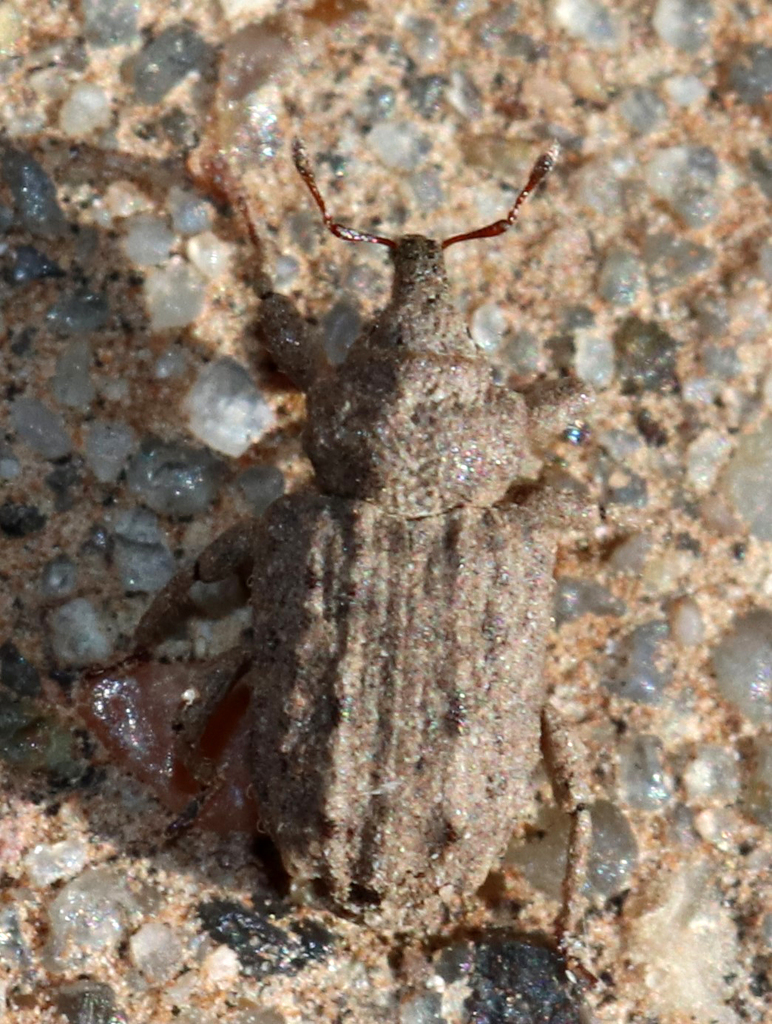 Pnigodes setosus