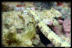 Reticulate Pipefish photo 5