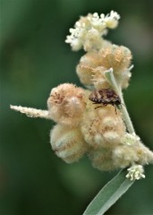 Orsilochides stictica