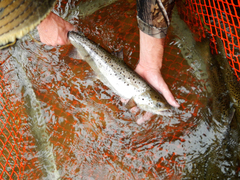 Salmo salar