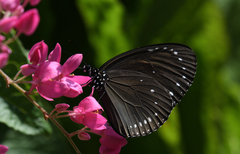 Euploea tulliolus koxinga