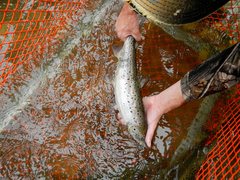 Salmo salar