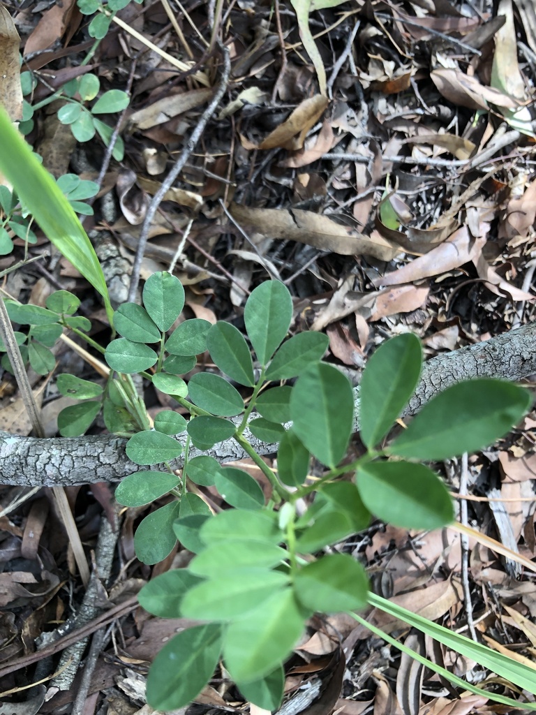 Creeping Indigo from Whites Hill Reserve, Camp Hill, QLD, AU on March 14, 2023 at 0248 PM by