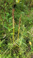 Platanthera huronensis