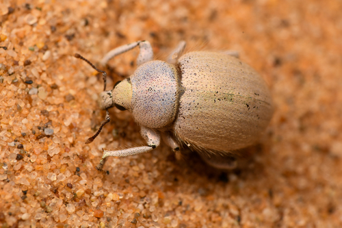 Imperial Dune Weevil
