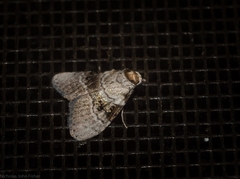 Acatapaustus metallopa