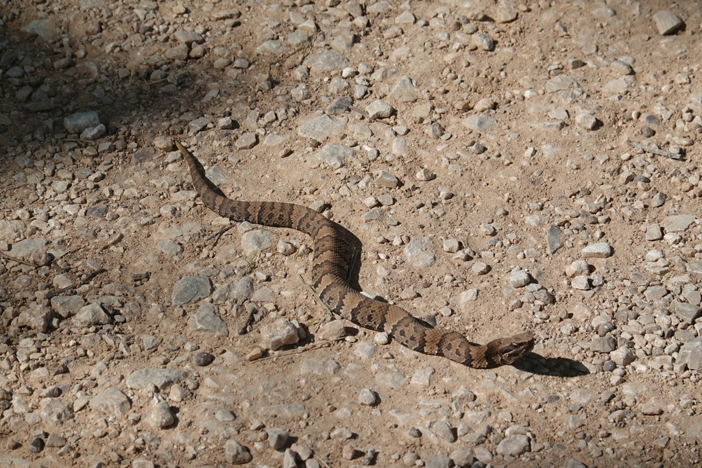 Northern Cottonmouth from 21901 Farm to Market Rd 762, Needville, TX ...