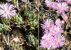 Lampranthus debilis