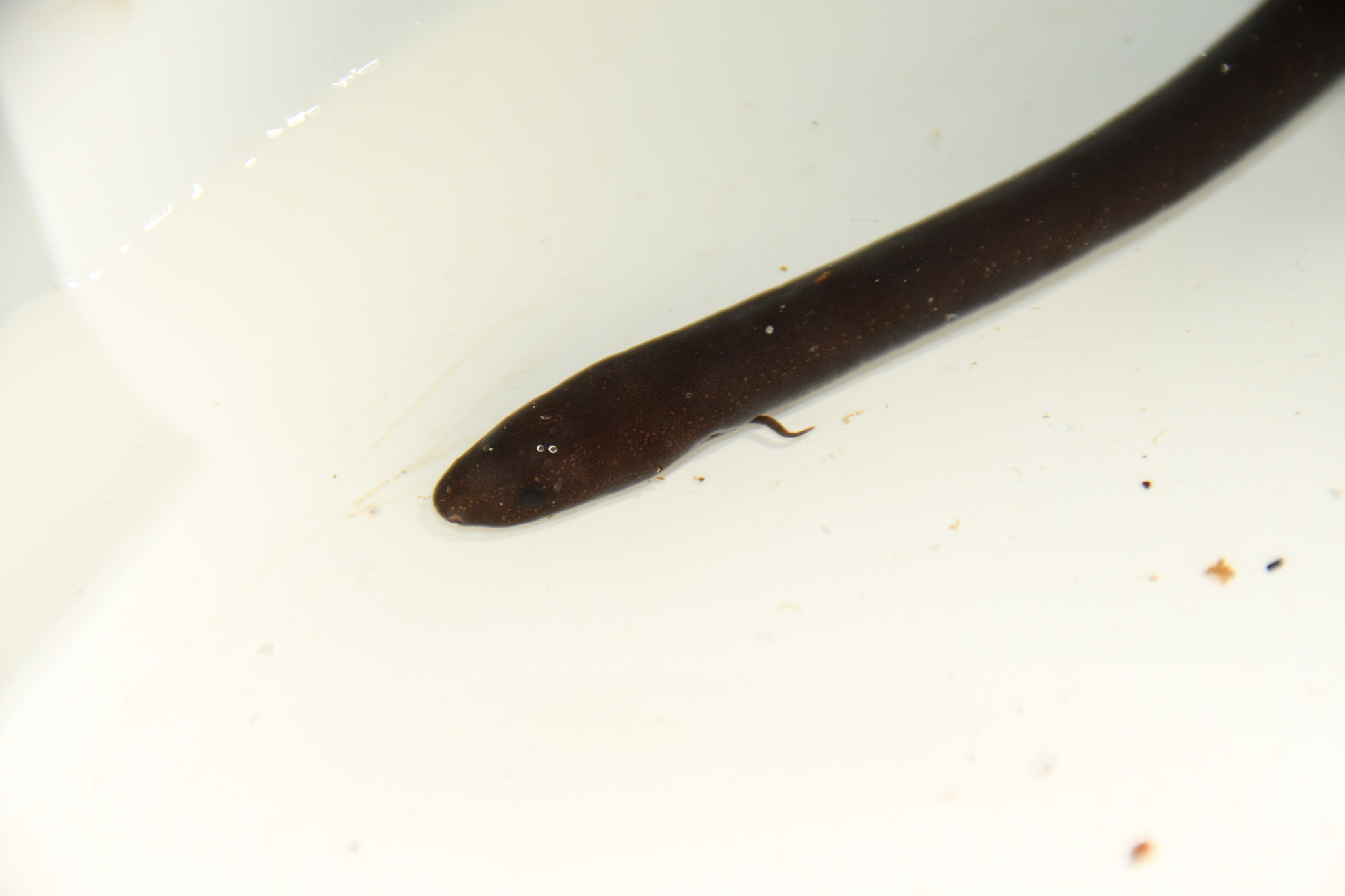 Amphiuma means Garden, 1821