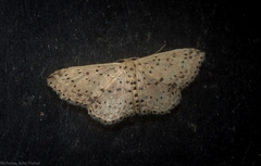 Idaea punctatissima