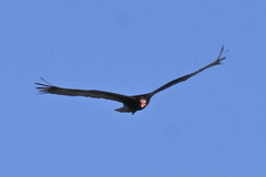 Cathartes burrovianus image