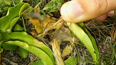 Euphydryas aurinia debilis