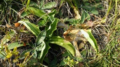 Euphydryas aurinia debilis