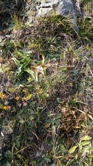 Euphydryas aurinia debilis