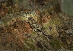 Metrioglypha phyllodes