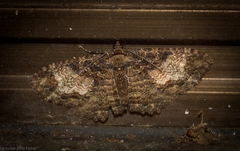 Scotocyma albinotata