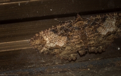 Scotocyma albinotata