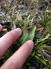Euphydryas aurinia debilis