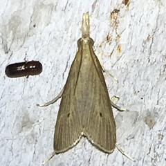 Donacaula roscidellus