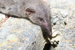 Asian House Shrew photo 5
