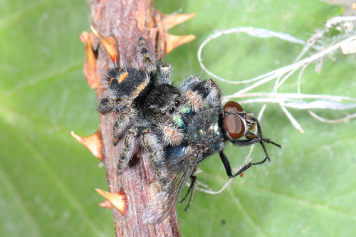 Bold Jumping Spider photographed in Washington