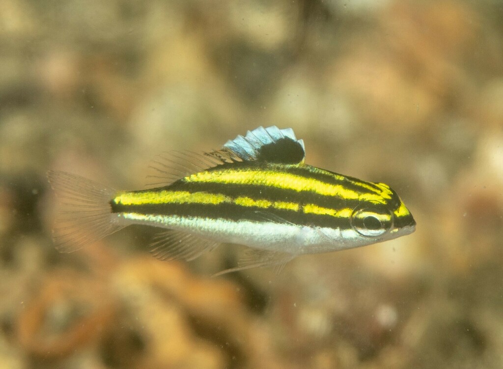 Two-Lined Monocle Bream