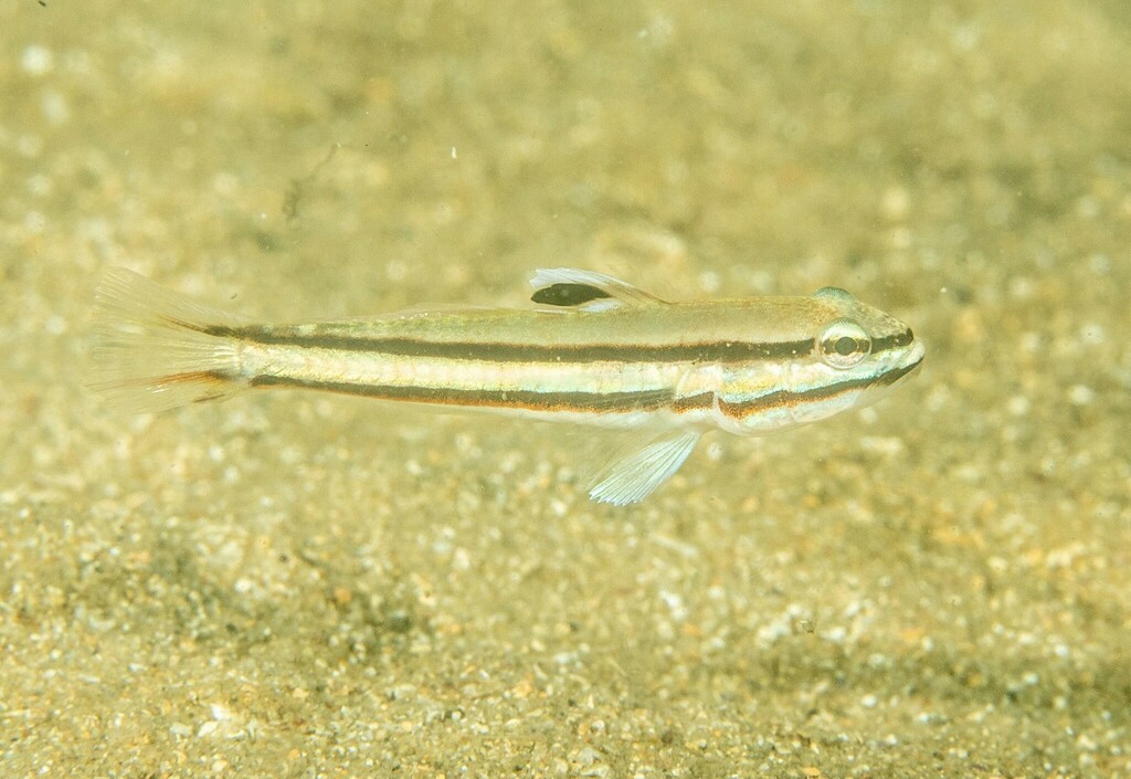 Blacklined Glidergoby from Sydney NSW, Australia on March 16, 2023 by ...