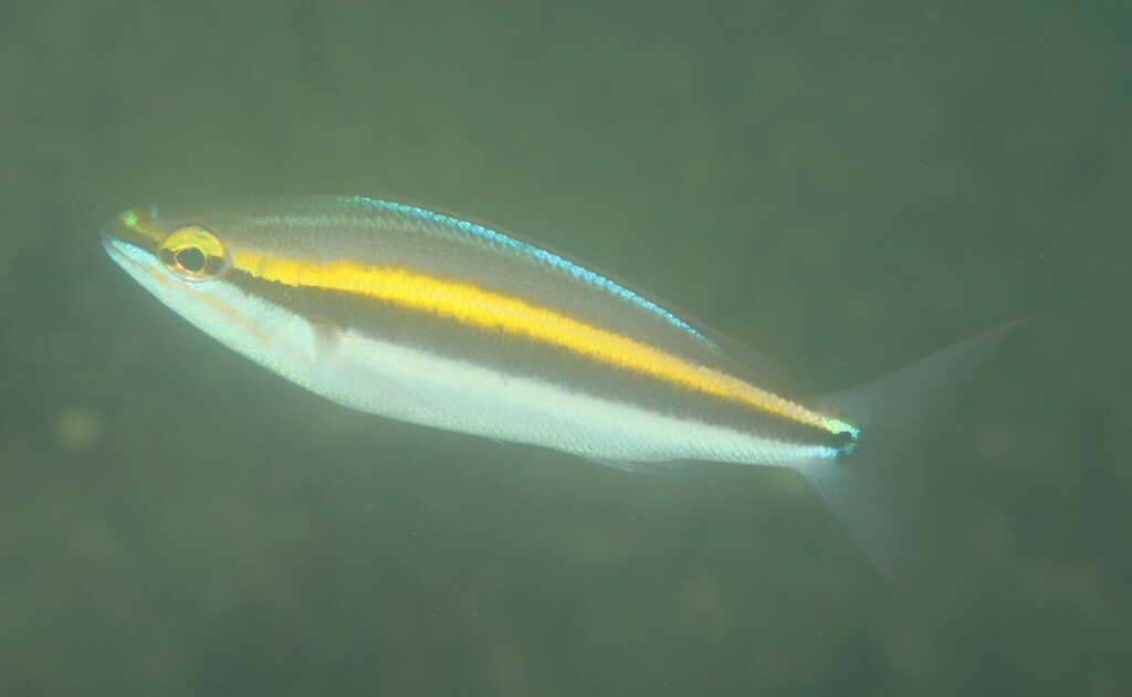 Paradise Threadfin Bream from Sydney NSW, Australia on March 16, 2023