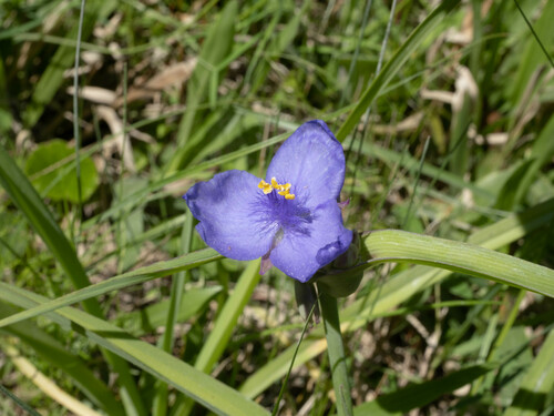 Tradescantia ohiensis