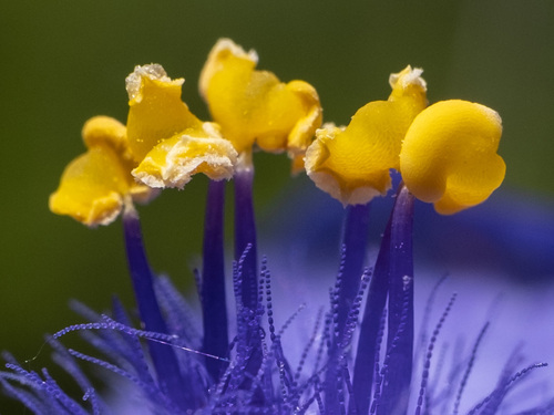 Tradescantia ohiensis