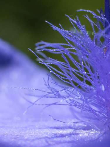 Tradescantia ohiensis