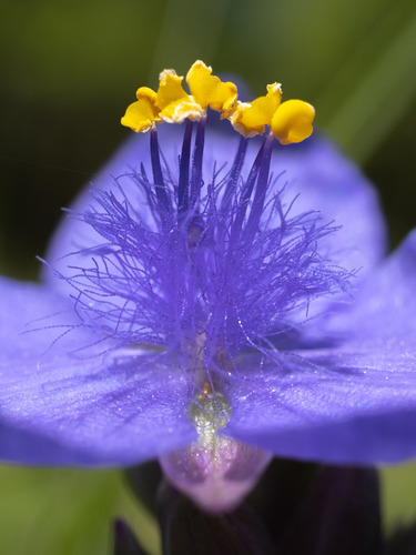 Tradescantia ohiensis