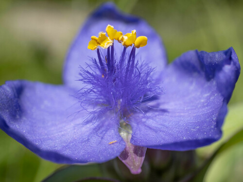 Tradescantia ohiensis