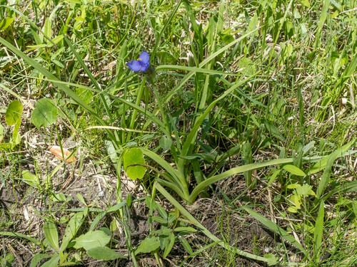 Tradescantia ohiensis