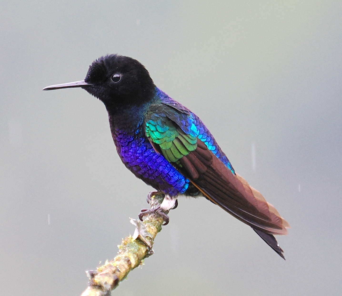 Velvet-purple Coronet illustration