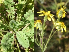 Senecio carroensis