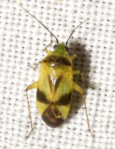 Plagiognathus blatchleyi