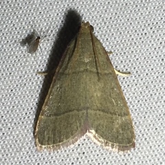 Hypsopygia nostralis