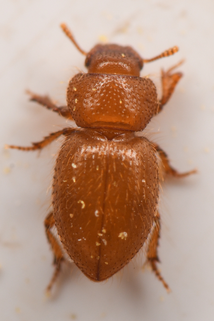 Batuliodes obesus