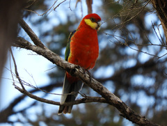 Platycercus icterotis