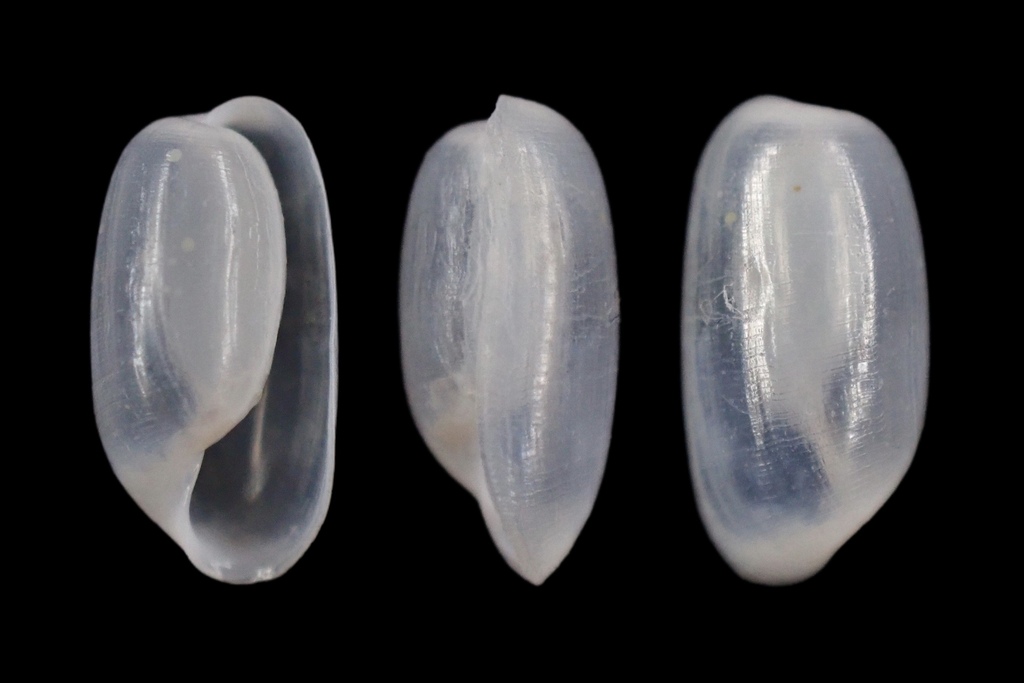 Cylichnatys angusta