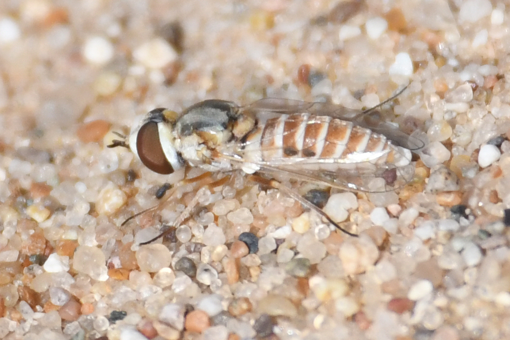 Paracosmus rubicundus