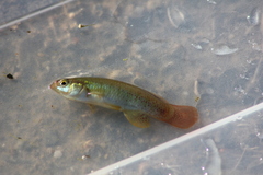 Fundulus chrysotus