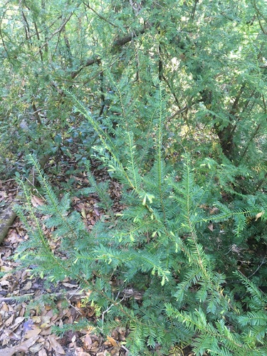 Image of Taxus floridana by (c) harrier, some rights reserved (CC BY)