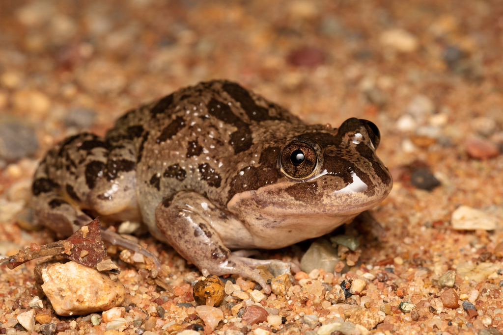 Barking Frog in March 2023 by James Bennett · iNaturalist