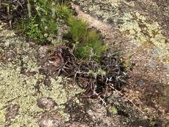 Orthophytum disjunctum